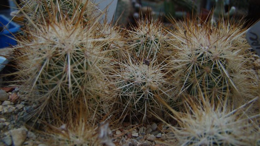 Echinocereus ferreireanus, Baja California. - Echinocereus