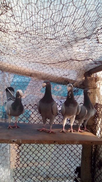  - 2 Germani de frumusete