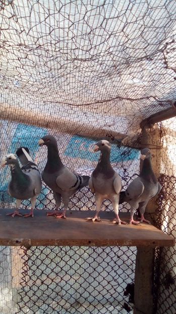  - 2 Germani de frumusete