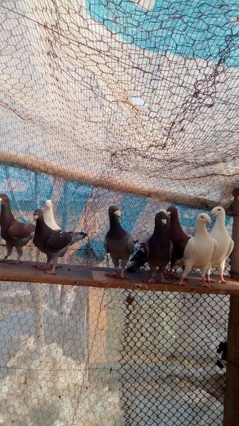  - 2 Germani de frumusete