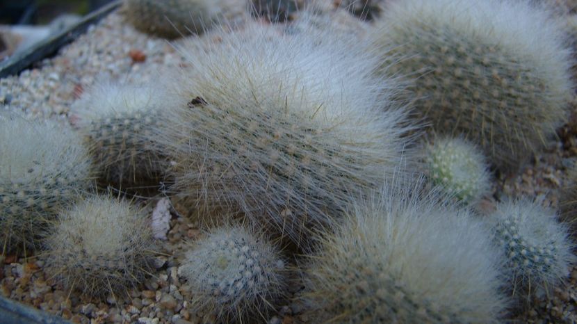 Brasilicactus graessneri var. albisetus