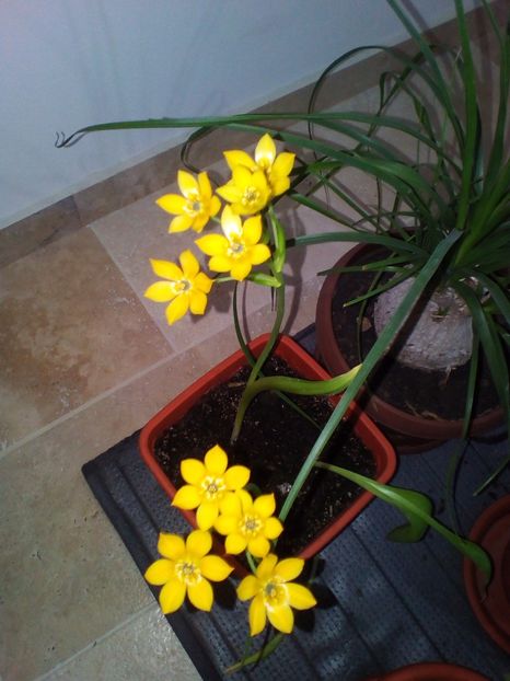 a doua iarna in care ma bucura cu gingasele floricele - plantutele mele