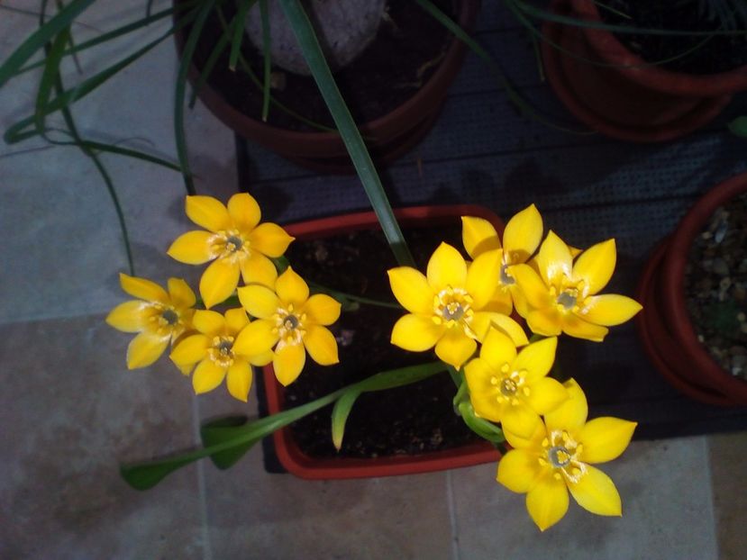  - plantutele mele