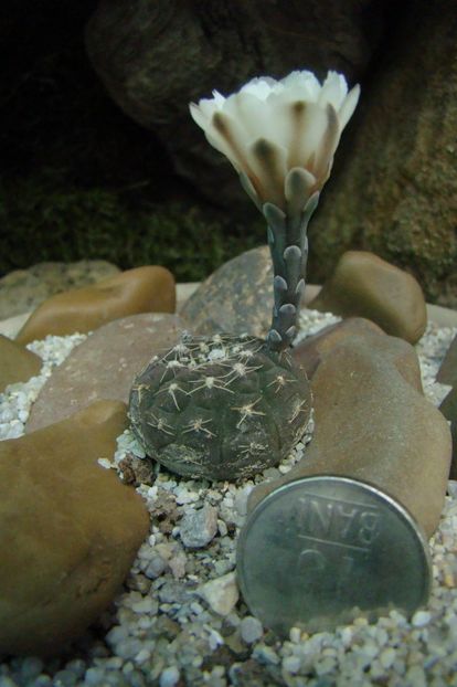 Gymnocalycium ragonesi