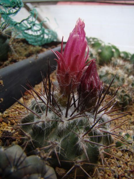 Pyrrhocactus flocosus