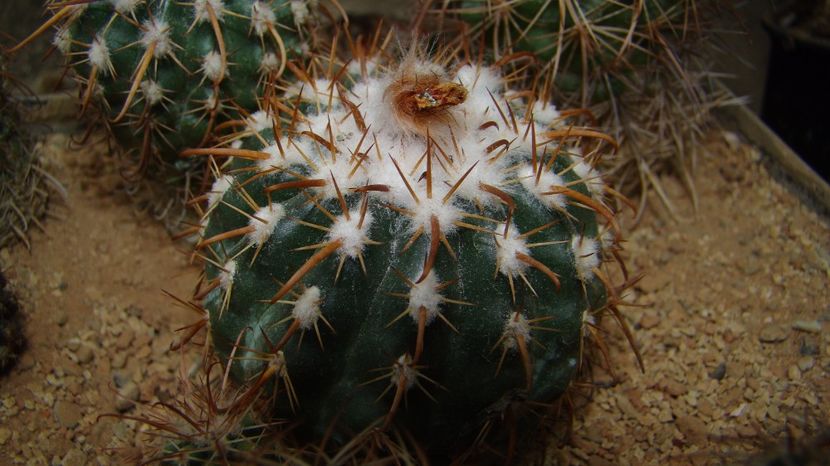 Parodia yamparezi - Parodia