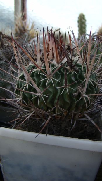 Echinofossulocactus lexarzai