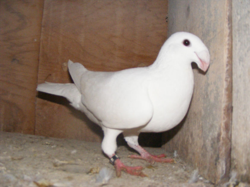 F 2016 VINDUTA FEB. 2017