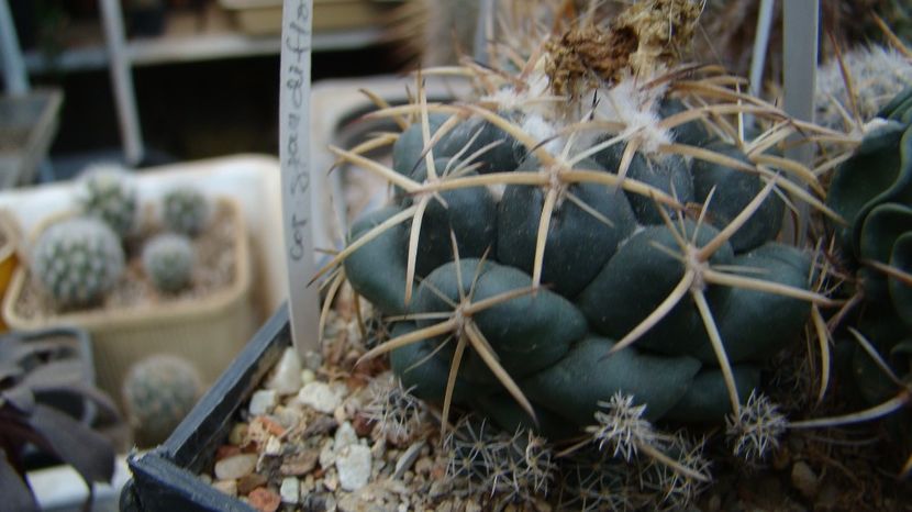 Coryphantha grandiflora - Coryphantha