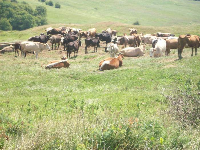 vaci la Moldova - ALTE ANIMALE