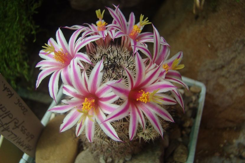 MAMMILLARIA blossfeldiana