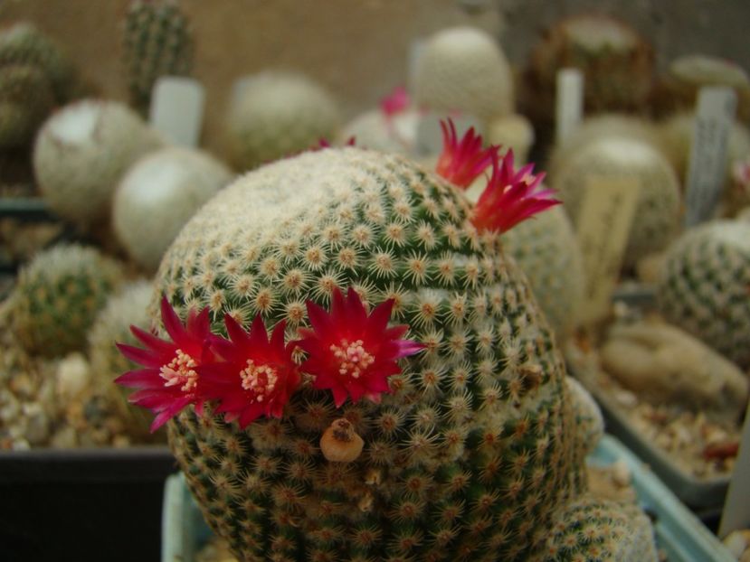 Mammillaria tlalocii - Mammillaria