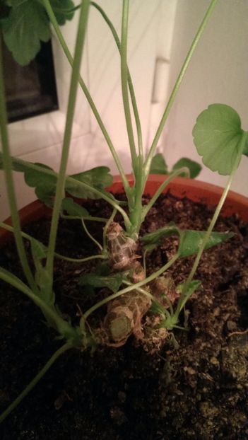 Ultima muscata disponibila - MUSCATE GALBENE