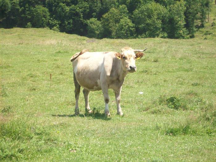 vaca la Moldova