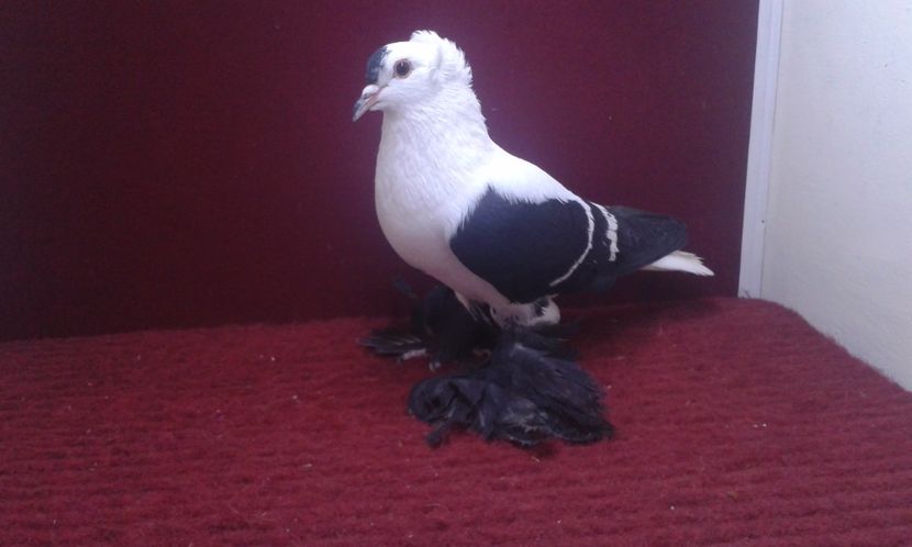 01. Mascul EE RO 16 1988