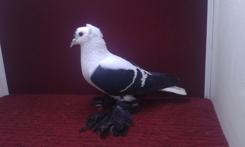 03. Mascul EE RO 16 1988