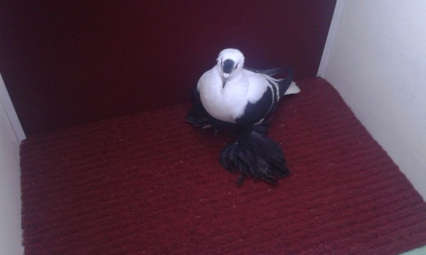 04. Mascul EE RO 16 1988