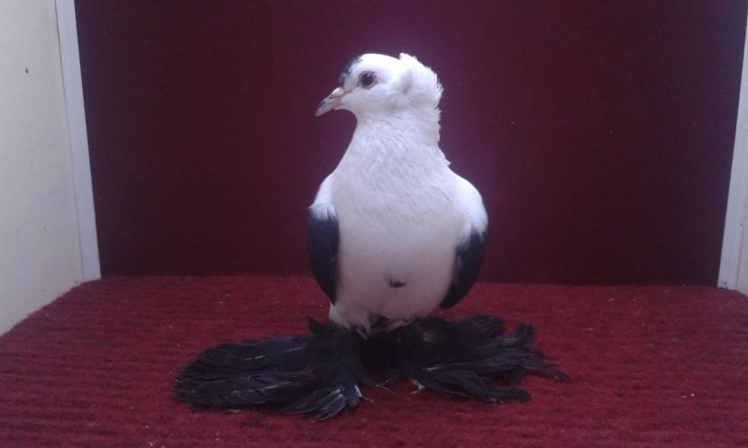 05. Mascul EE RO 16 1988