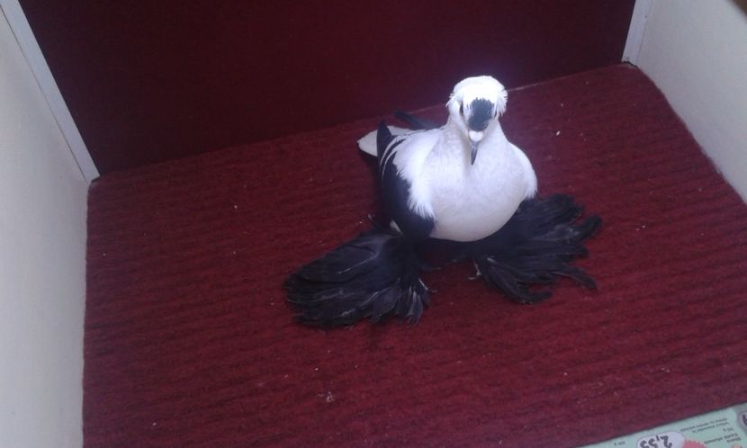 07. Mascul EE RO 16 1988