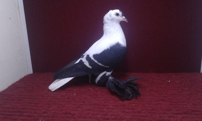 08. Mascul EE RO 16 1988