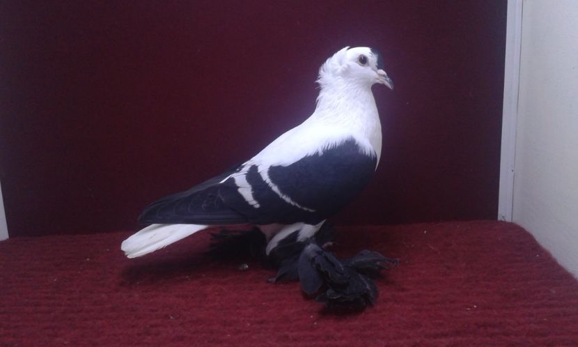 09. Mascul EE RO 16 1988