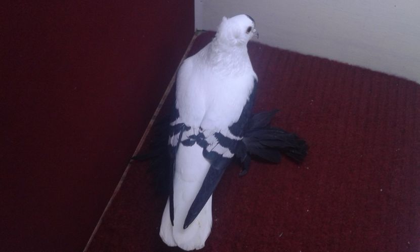 10. Mascul EE RO 16 1988