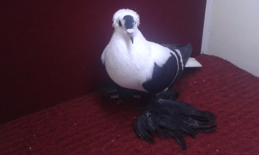 11. Mascul EE RO 16 1988