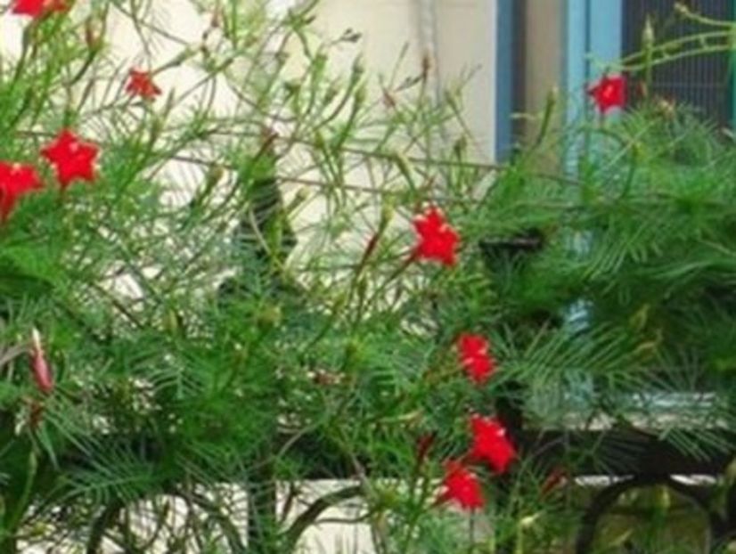 Quamoclit pennata seminte; Quamoclit pennata este o planta cataratoare cu flori rosii sau roze. 10 seminte - 5 RON
