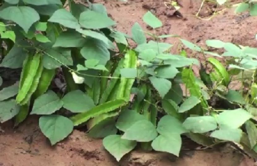 Planta de Psophocarpus tetragonolobus; Fasole Psophocarpus Tetragonolobus  10 boabe - 5 RON
