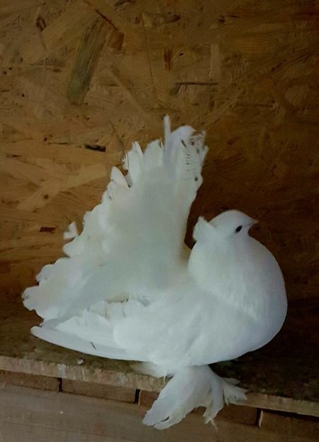  - VOLTATI INDIENI PENTRU 2023