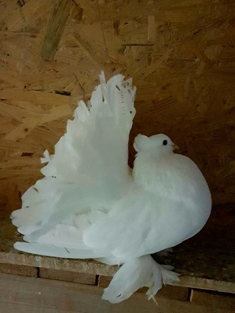  - VOLTATI INDIENI PENTRU 2023