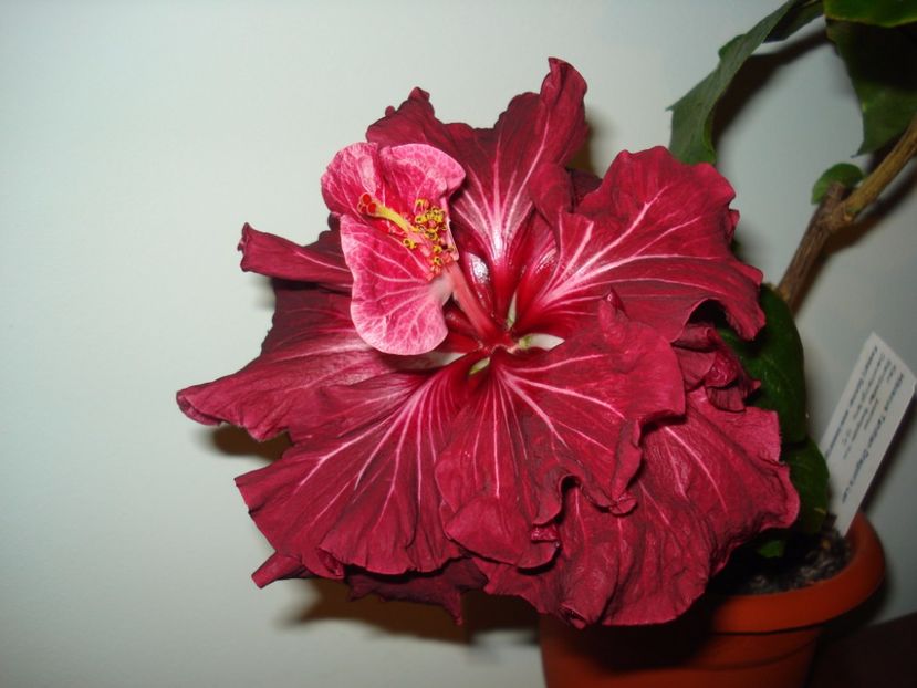  - Hibiscus Tahitian Dragon Lair