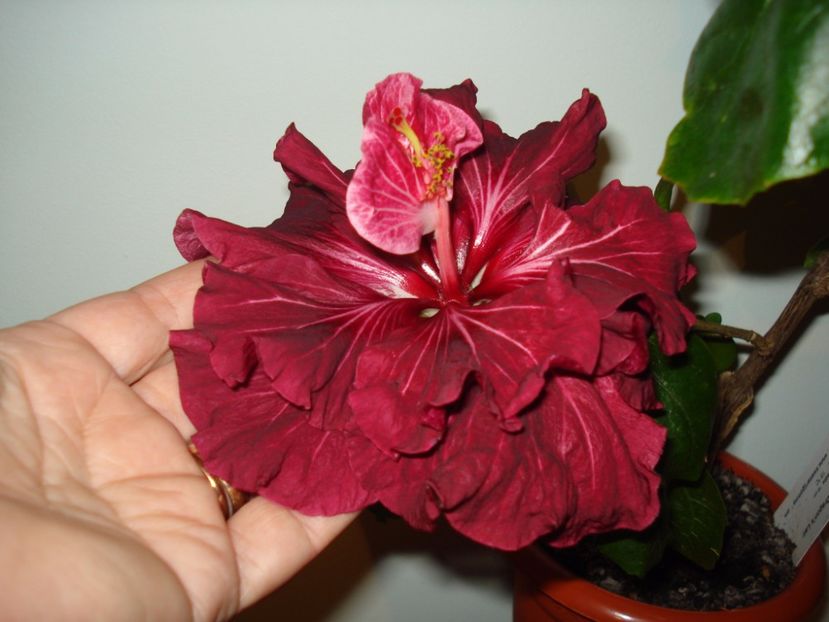  - Hibiscus Tahitian Dragon Lair