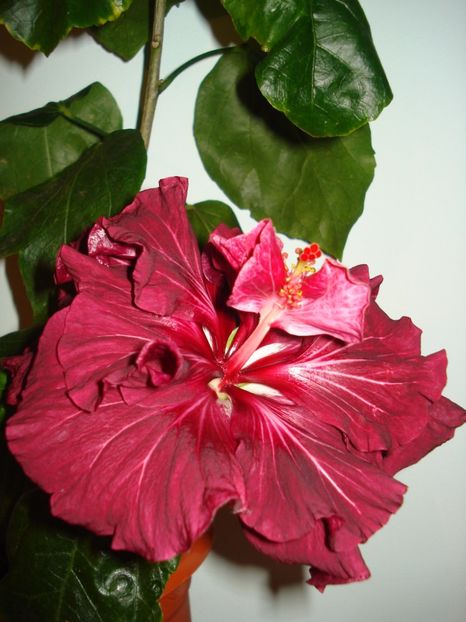  - Hibiscus Tahitian Dragon Lair