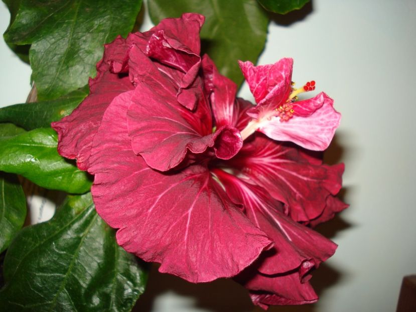  - Hibiscus Tahitian Dragon Lair