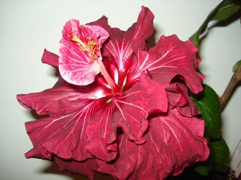  - Hibiscus Tahitian Dragon Lair