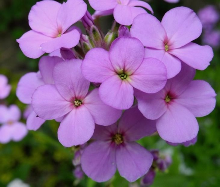 Liliac de vară (Hesperis Matronalis) - ACASA-De vinzare-Flori-Arbusti-Seminte 2017
