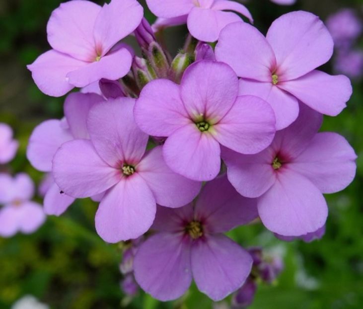 Liliac de vară (Hesperis Matronalis); Liliac de vară (Hesperis Matronalis) - 100 seminte - 3 RON
