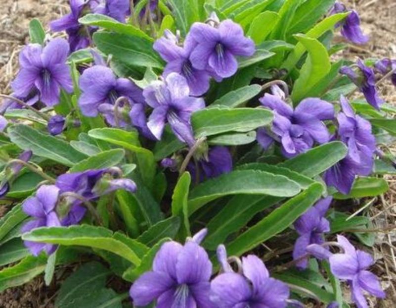 Viola Philippica seminte; Viola philippica este din aceeasi familie cu Toporasii. 20 seminte- 3 RON
