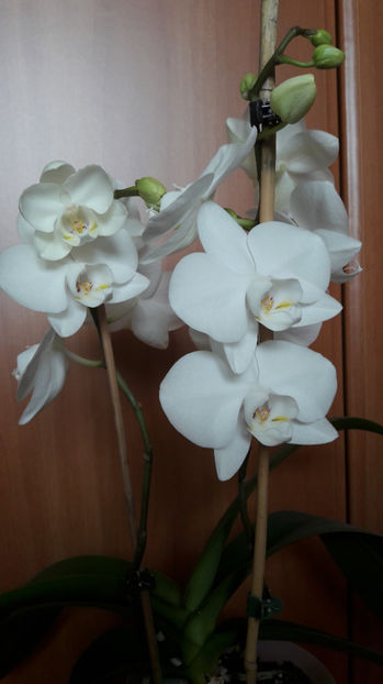 Orhidee 03; Orhidee 03
