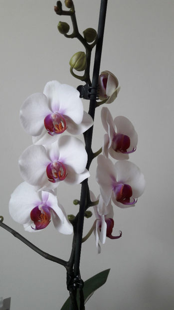 Orhidee 06; Orhidee 06
