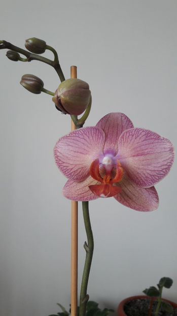Orhidee 07; Orhidee 07

