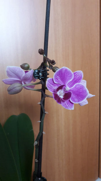 Orhidee 08 - orhidee 2017