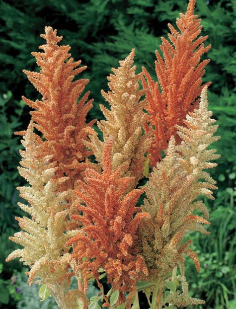 Amarant (Amaranthus cruentus) Autumn Palette-stir decorativ