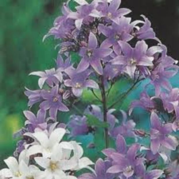 Clopotei pereni Bellflowers mix