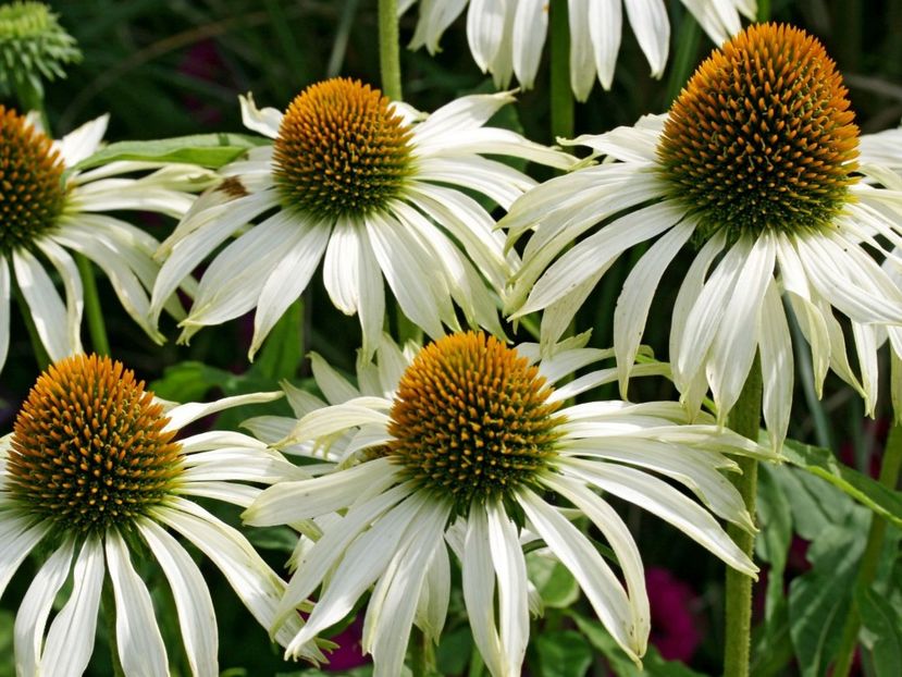 Echinacea White Swan0