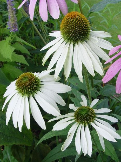 Echinacea White Swan 