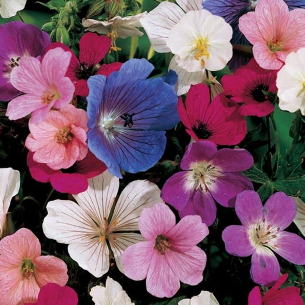Geranium pratense Cranesbill ciocul berzei mix 