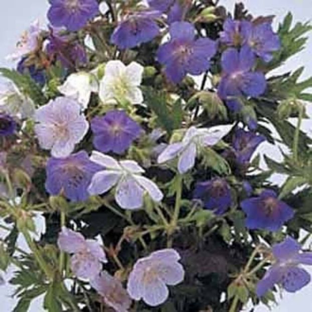 Geranium pratense Cranesbill ciocul berzei mix