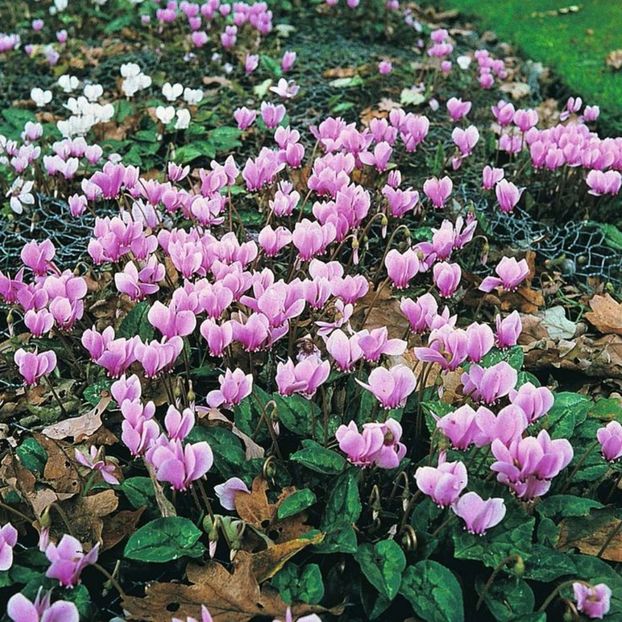 Cyclamen Hardy Mixed